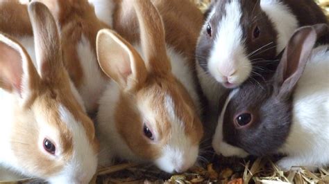 Bunny farm - RAM Rabbit Farm RAM Rabbit Farm is a small size rabbitry with many different meat rabbits on a steady rotation. Currently averaging litters every 2-3 months. We have adult breeders to new born kits available. Please …